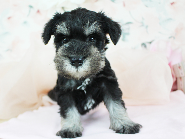 子犬の名前が決まりました☆